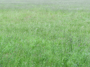 Agrarfläche, ca. 3.111 m² Grünland
in Osterwald Oberende